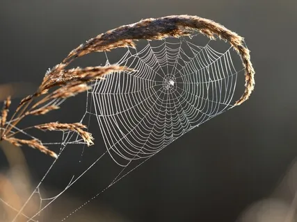 A Guided Meditation With Spider