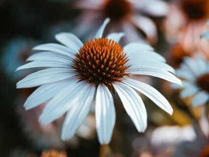 A Guided Visualization: A Step Into A Peaceful Garden