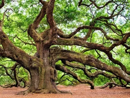A Hammock Between Two Oaks