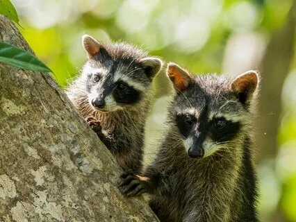 A Happy Marriage: Unity Without Loss Of Individuality