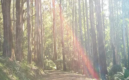 A Healing Journey For Pain, Cancer And Illness. 