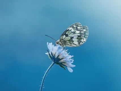 A Healing Journey on Butterfly Wings