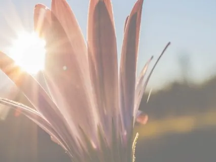 A Healing Visualization For Immunity