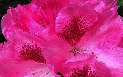 A Heart-Centred Meditation To Love & Heal Ourselves