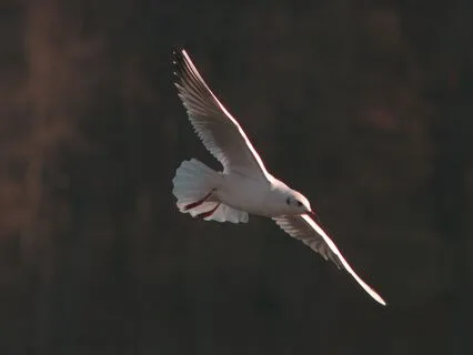 A Heavenly Place – 9 Minutes Of Relaxing Music