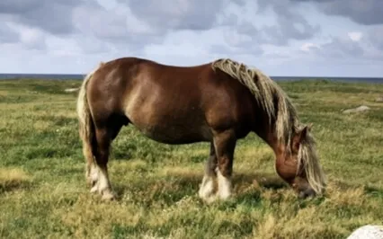 A Horse Ride Meditation 