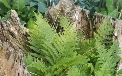 A Journey For Guidance Within The Self   