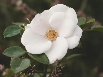 Spring Time Energy - Sound Therapy