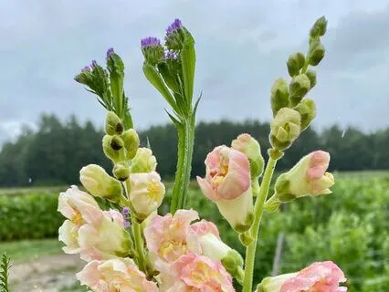 A Journey Of Expansion: From Resistance To Ease