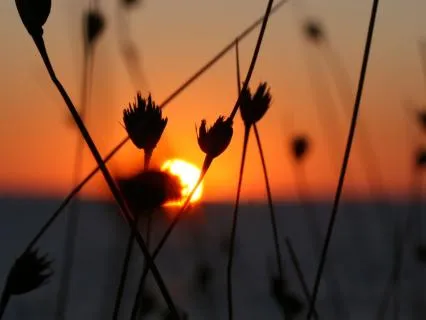 Relax Deeply Through Your Senses: A Practice For Calm