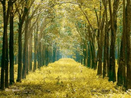 A Journey to Deep Sleep (Pads & Atmospheres)