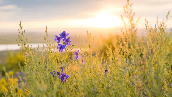 A Journey To Inner Silence  - 10 Min Daily Insight