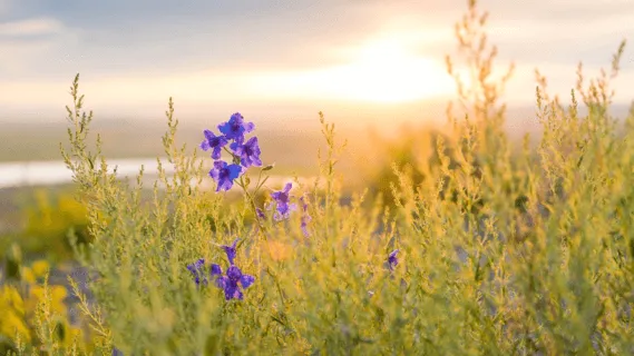 A Journey To Inner Silence - 6 Min Daily Insight