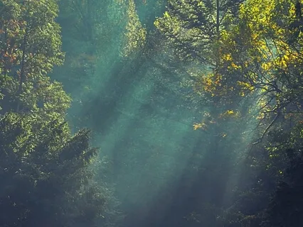 A Journey To The Forest 