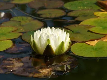 A Journey With Rumi: Removing Barriers To Love