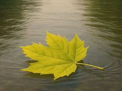 A Leaf On The River Meditation