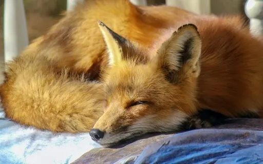 A Lesson From A Fox I Will Never Forget