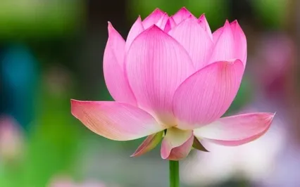 A Life That Is Ensnared In Patterns Is Full Of Sorrow