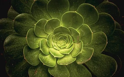 A Light Dancing In The Darkness