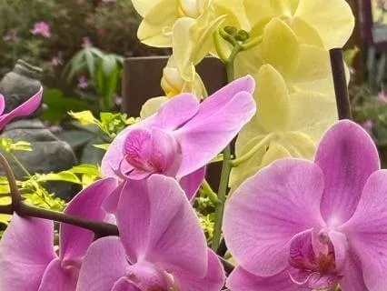 A Little Aloha Goes A Long Way