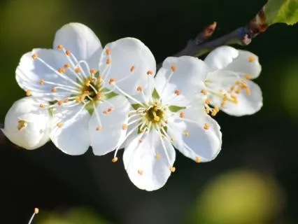 A Little Music Blossom