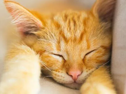 A Little Pocket Of Peace: Meditation For Calm And Clarity