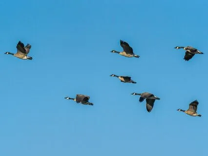 A Little Sweet Light, Peaceful Melody For Weary Hearts