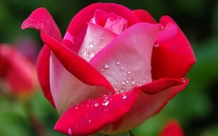 A Living Body of Vastness: Radiance Sutras Verse 22