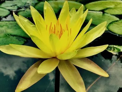A Lotus Awakening:  Daytime Productivity And Focus