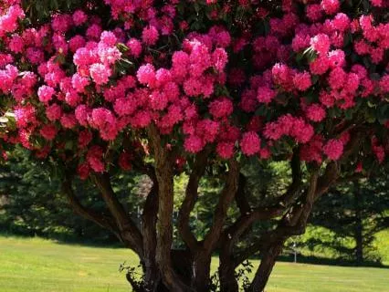 A Love Affair With A Rhododendrum