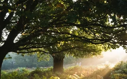 A  Loving Preparation For Peaceful Sleep