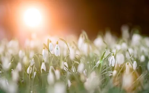 A Magical Morning Meditation