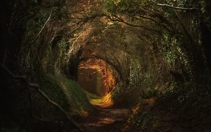 A Magical Walk Through The Old World Copse