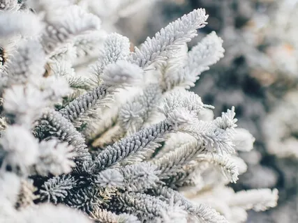 A Magical White Christmas (No Music)