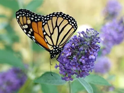 A Mantra:  I Am Worthy Of Love