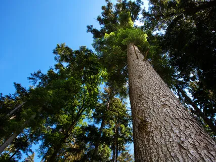 Access The Wisdom Of The Trees Around Us