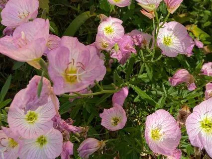 A Meditation For Authenticity