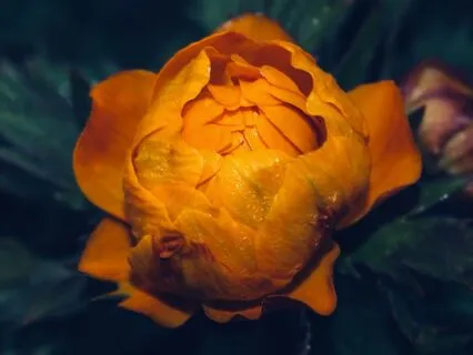 A Meditation For Gratitude