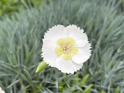 A Meditation For Quiet Prayer