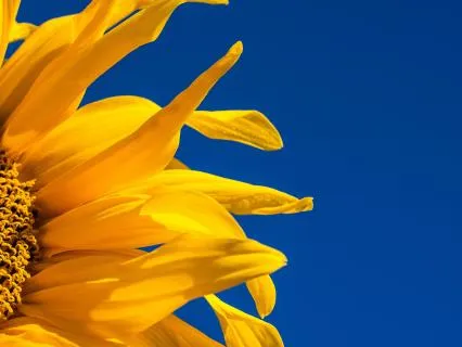 A Meditation For Summer Joy