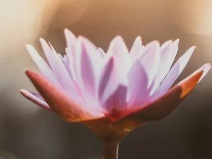 A Meditation For The One Who’s Tired Of Trying