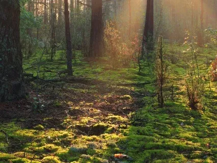 A Meditation From Ethics, Ferocity, And Harmony