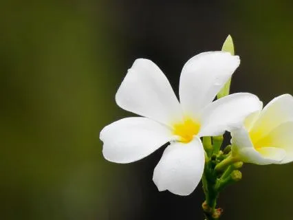 A Meditation Of Love And Divine Connection