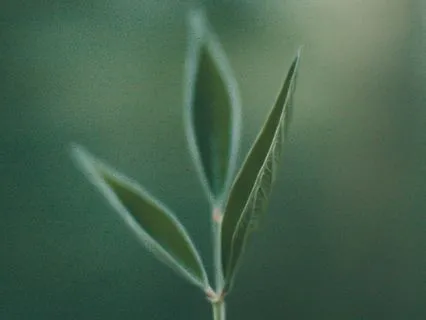 A Meditation On Honesty