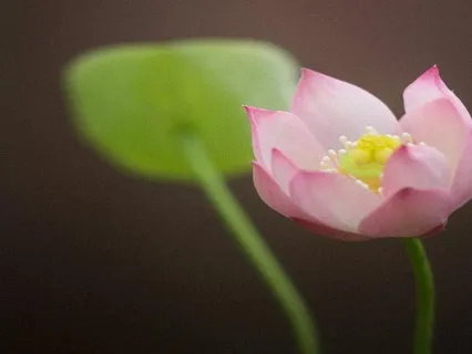 A Meditation On Interconnection: The Weave Of Interbeing