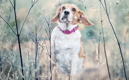 A Meditation Psalm 9 & Prayer