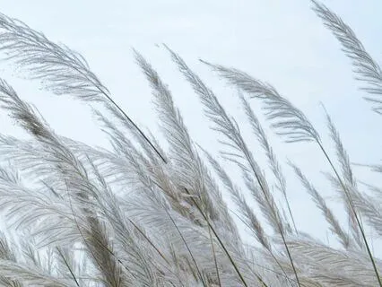 A Meditation: Self-Healing