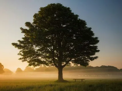 A Meditation To Calm You Down: Become The Tree