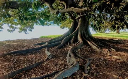 A Meditation To Feel More Grounded