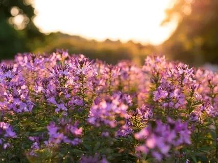 Release Stress & Anxiety 